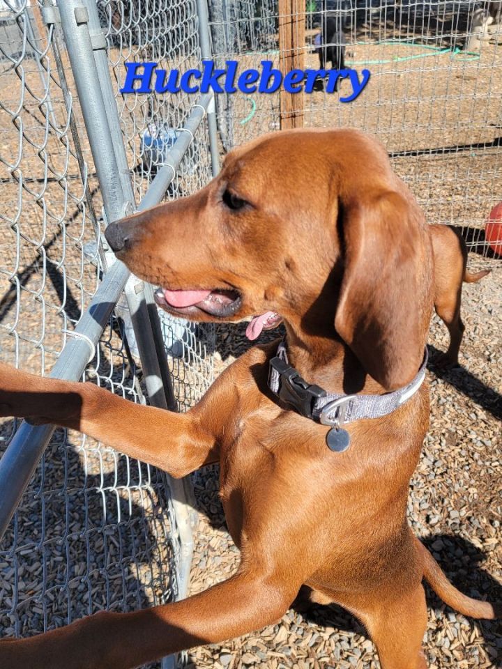 Huckleberry, an adoptable Redbone Coonhound in Madras, OR_image-4