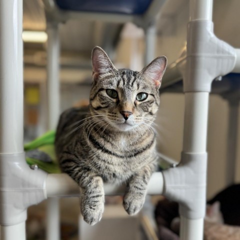 Smokey, an adoptable Domestic Short Hair in Albert Lea, MN, 56007 | Photo Image 1