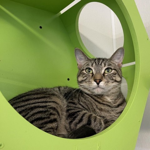 Smokey, an adoptable Domestic Short Hair in Albert Lea, MN, 56007 | Photo Image 2