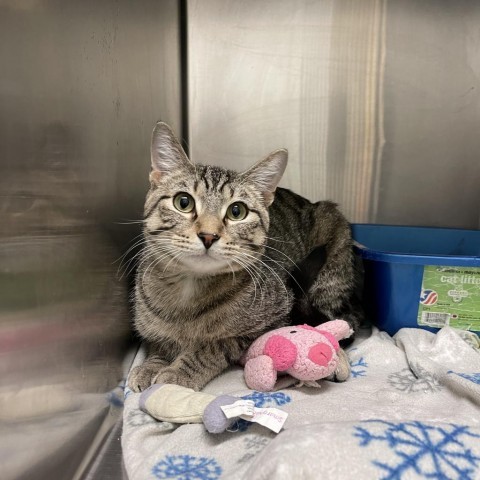 Smokey, an adoptable Domestic Short Hair in Albert Lea, MN, 56007 | Photo Image 2