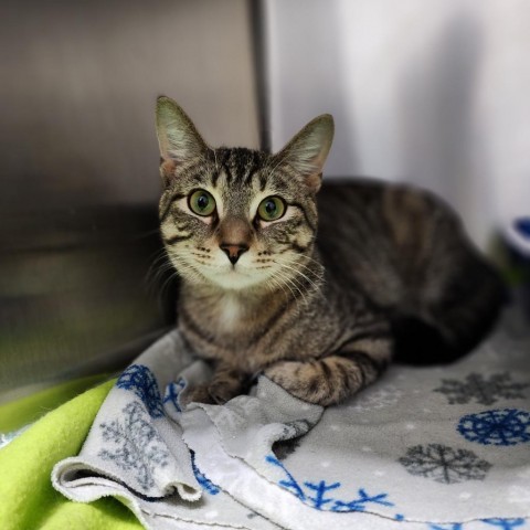 Smokey, an adoptable Domestic Short Hair in Albert Lea, MN, 56007 | Photo Image 2