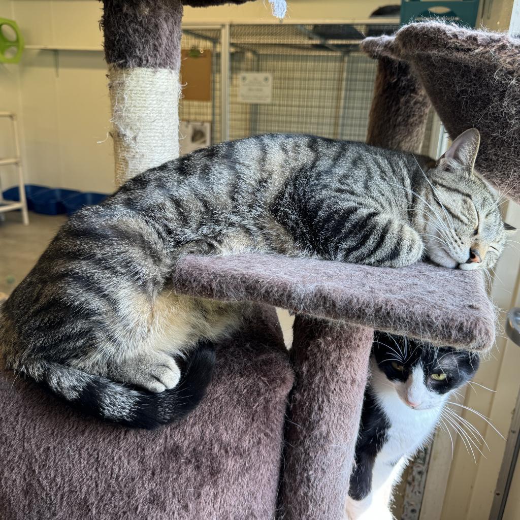 Smokey, an adoptable Domestic Short Hair in Albert Lea, MN, 56007 | Photo Image 2