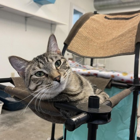 Smokey, an adoptable Domestic Short Hair in Albert Lea, MN, 56007 | Photo Image 3