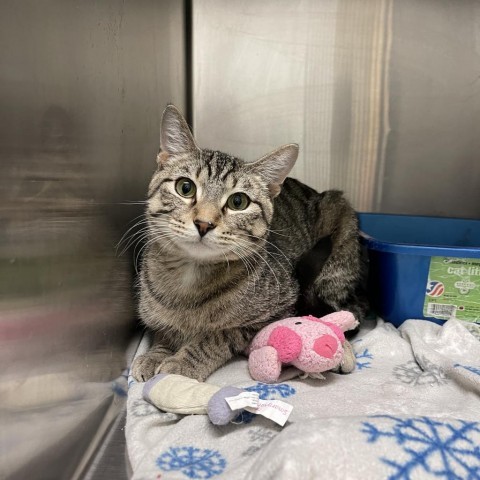 Smokey, an adoptable Domestic Short Hair in Albert Lea, MN, 56007 | Photo Image 3