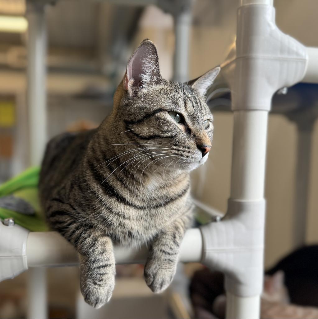 Smokey, an adoptable Domestic Short Hair in Albert Lea, MN, 56007 | Photo Image 3