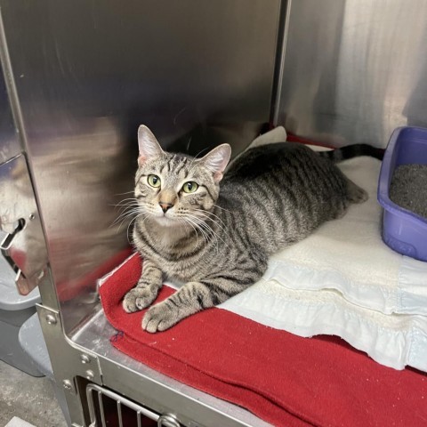 Smokey, an adoptable Domestic Short Hair in Albert Lea, MN, 56007 | Photo Image 4