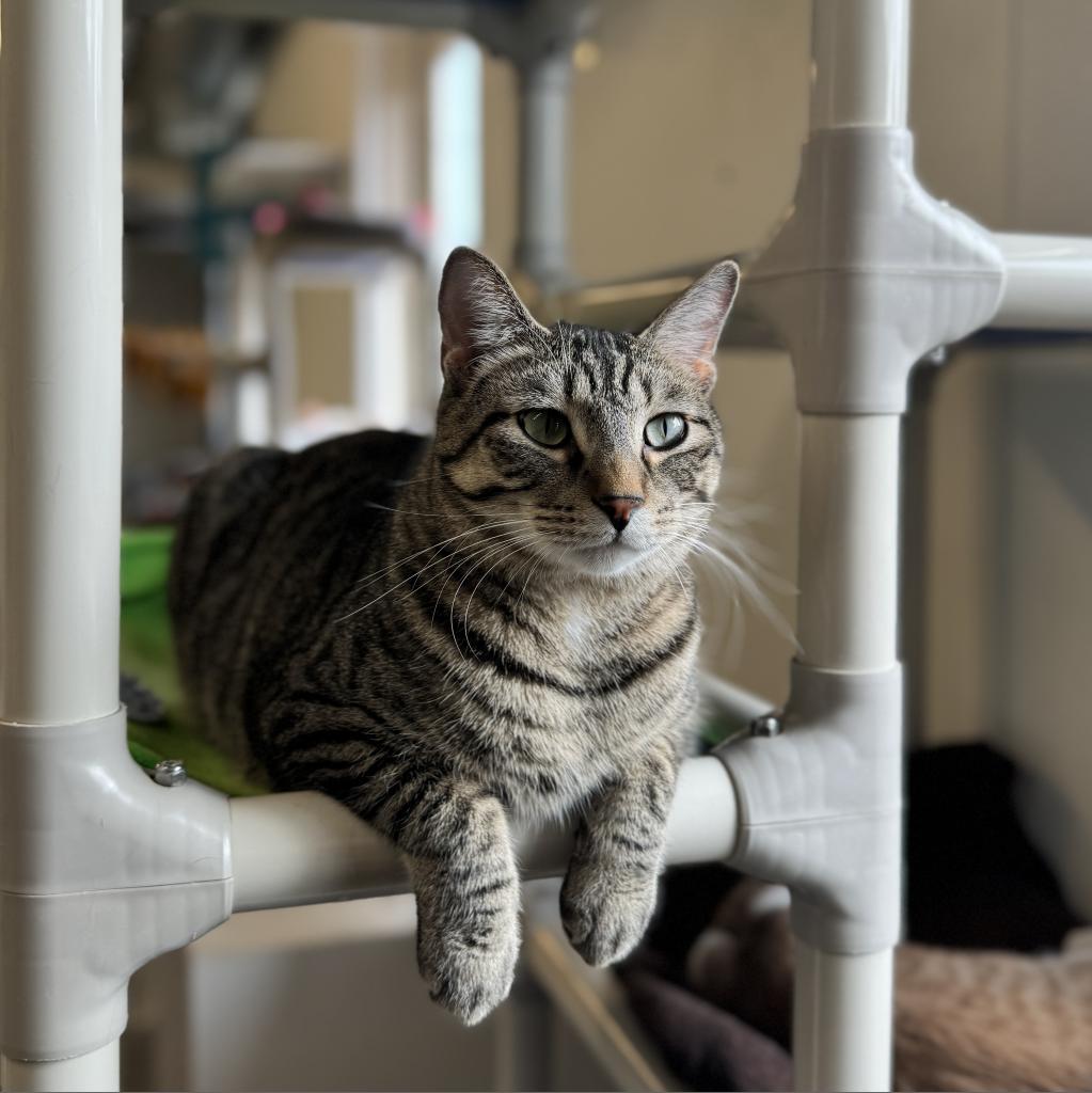 Smokey, an adoptable Domestic Short Hair in Albert Lea, MN, 56007 | Photo Image 4