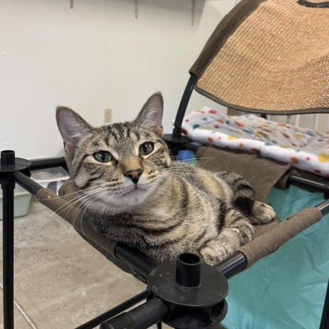 Smokey, an adoptable Domestic Short Hair in Albert Lea, MN, 56007 | Photo Image 5