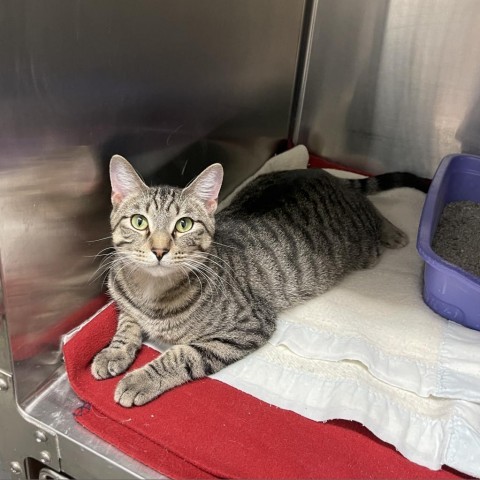 Smokey, an adoptable Domestic Short Hair in Albert Lea, MN, 56007 | Photo Image 5