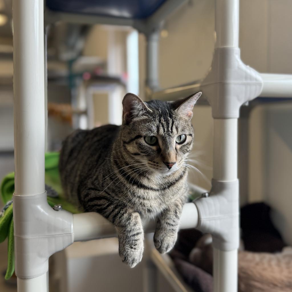 Smokey, an adoptable Domestic Short Hair in Albert Lea, MN, 56007 | Photo Image 5