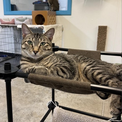 Smokey, an adoptable Domestic Short Hair in Albert Lea, MN, 56007 | Photo Image 6