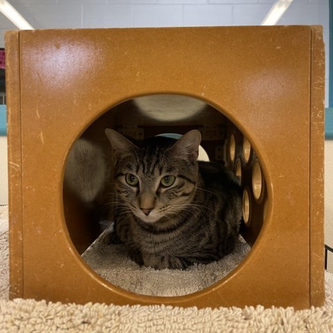 Smokey, an adoptable Domestic Short Hair in Albert Lea, MN, 56007 | Photo Image 6