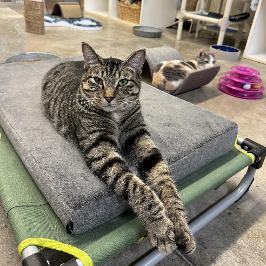 Smokey, an adoptable Domestic Short Hair in Albert Lea, MN, 56007 | Photo Image 6