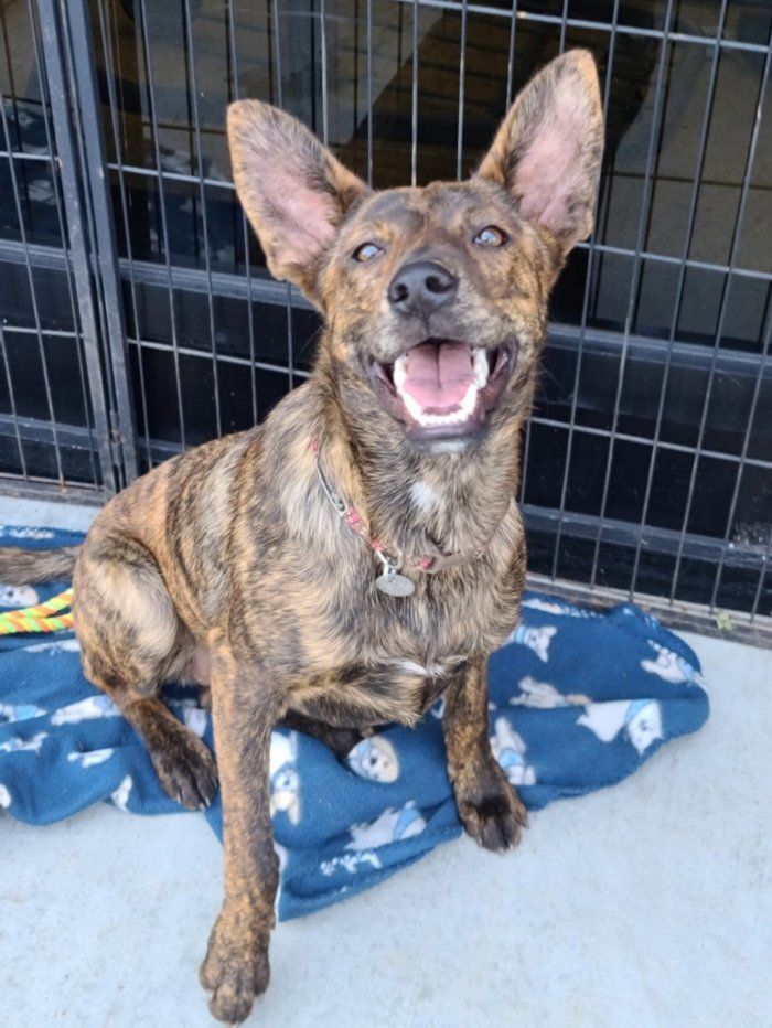 Dog for adoption - Chyna, a German Shepherd Dog Mix in Loganville, GA ...