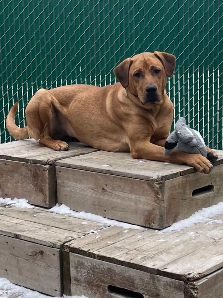 Labrador rhodesian 2024 ridgeback mix