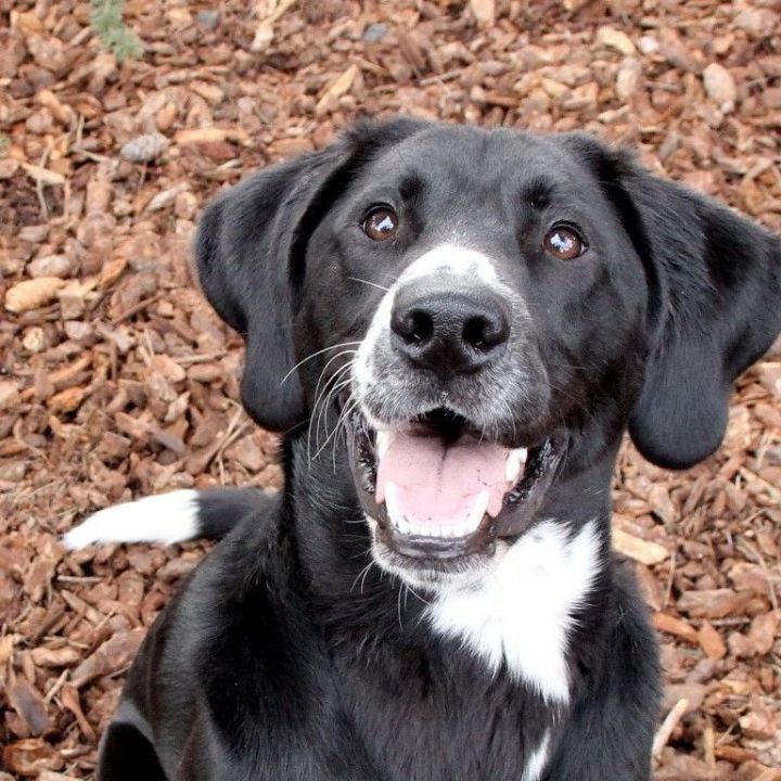 Plott hound black lab 2024 mix