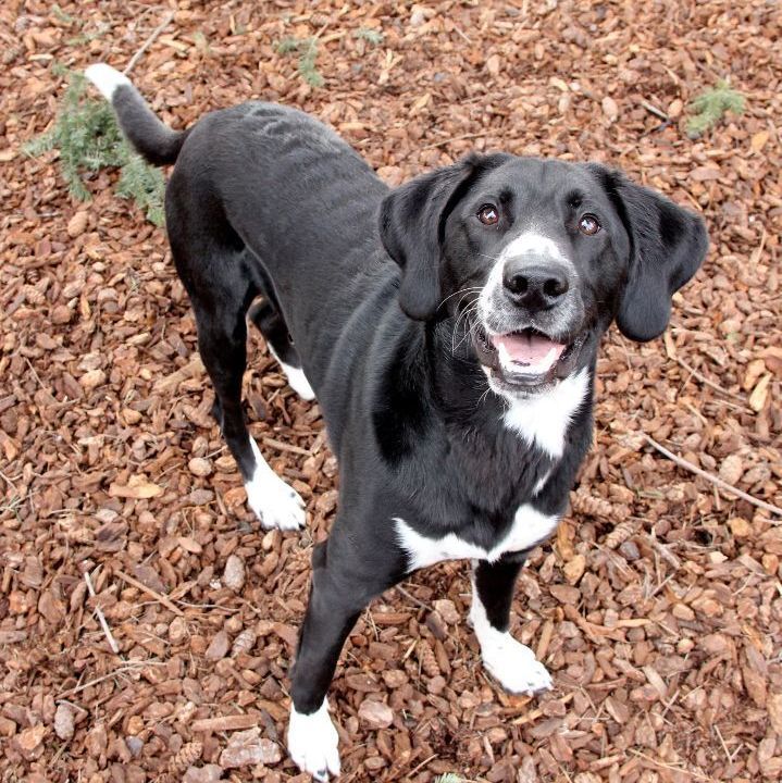 White and black lab hot sale mix