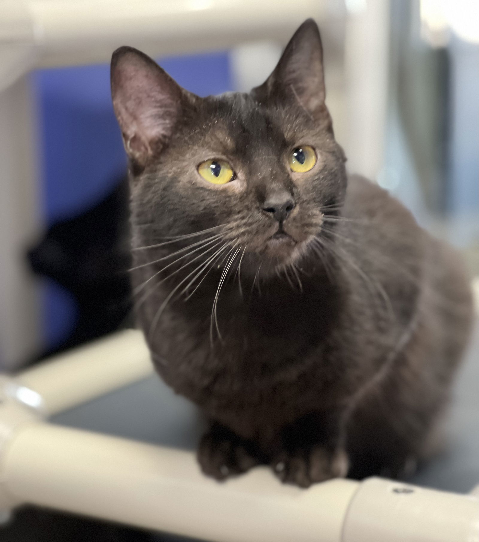 Charisma, an adoptable Domestic Short Hair in Estherville, IA, 51334 | Photo Image 1