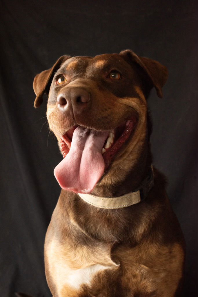 Ostara, an adoptable Doberman Pinscher in Yreka, CA, 96097 | Photo Image 1