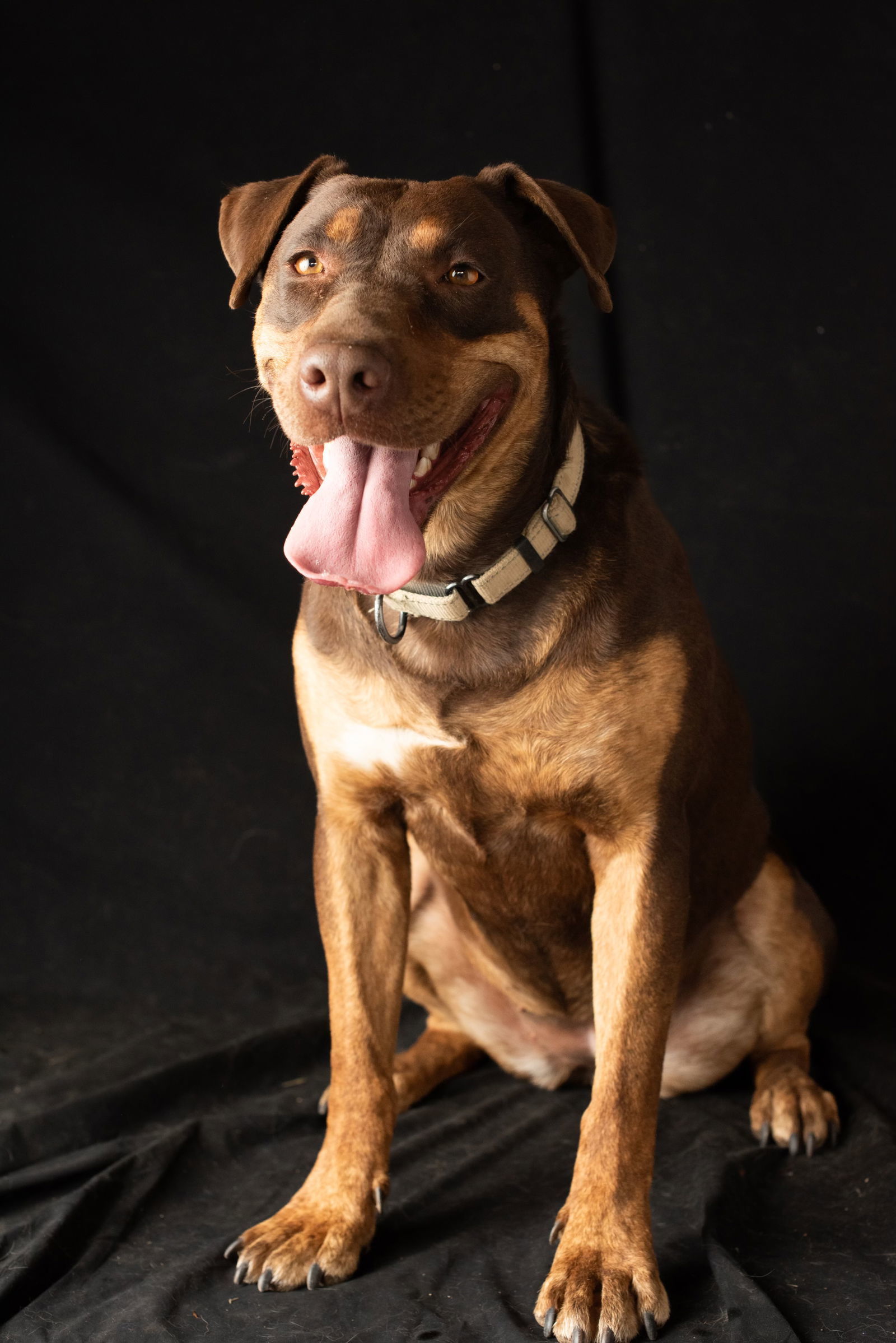 Ostara, an adoptable Doberman Pinscher in Yreka, CA, 96097 | Photo Image 2