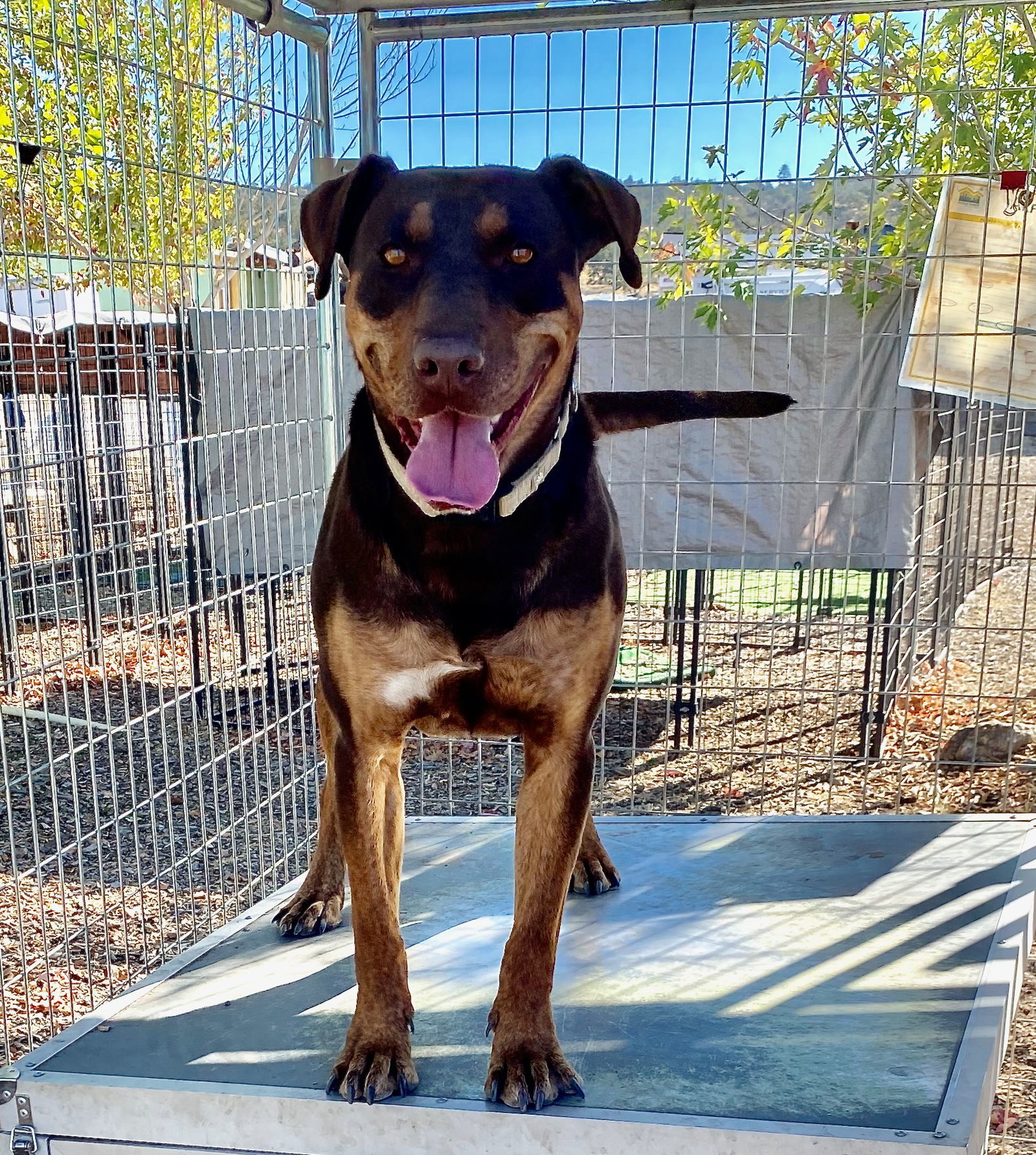 Ostara, an adoptable Doberman Pinscher in Yreka, CA, 96097 | Photo Image 3