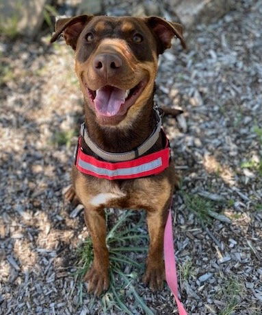 Ostara, an adoptable Doberman Pinscher in Yreka, CA, 96097 | Photo Image 3