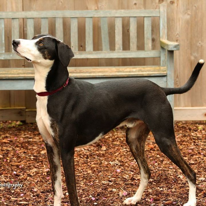 Whippet border hot sale collie mix dog