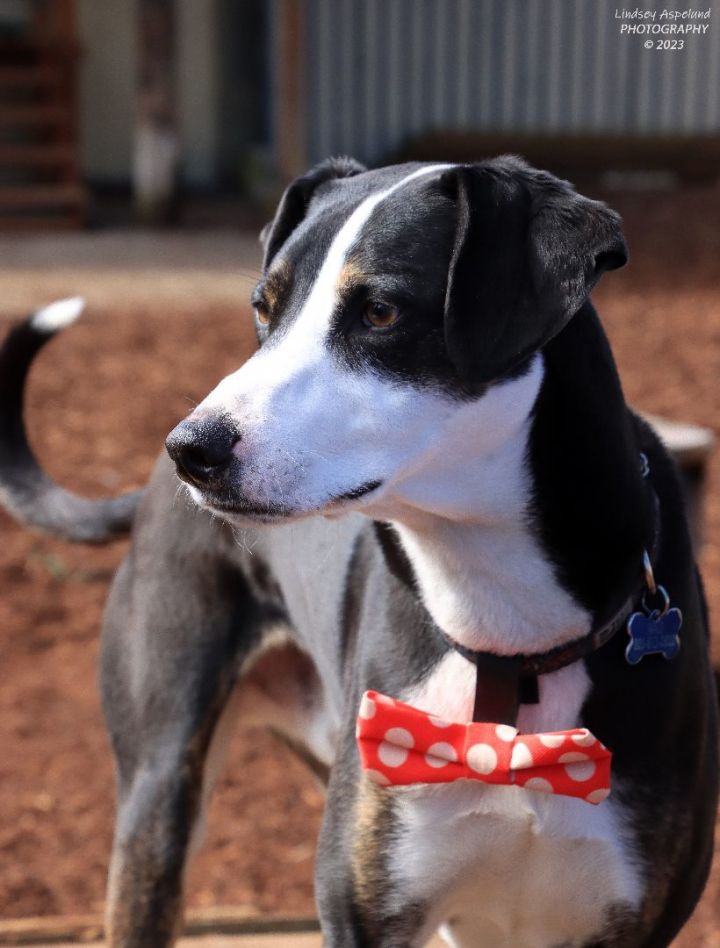 Whippet store collie mix