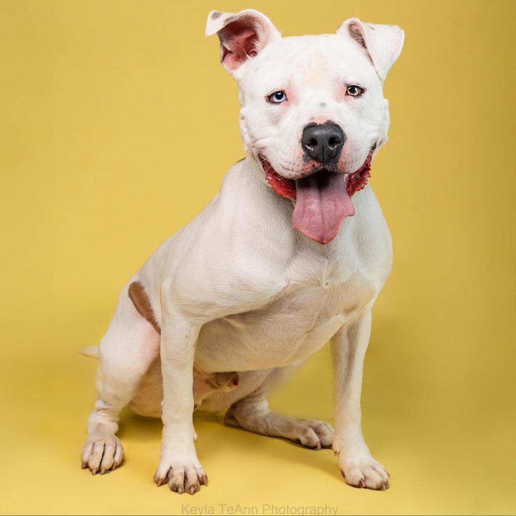 Rice, an adoptable American Staffordshire Terrier, Boxer in Savannah, GA, 31406 | Photo Image 1