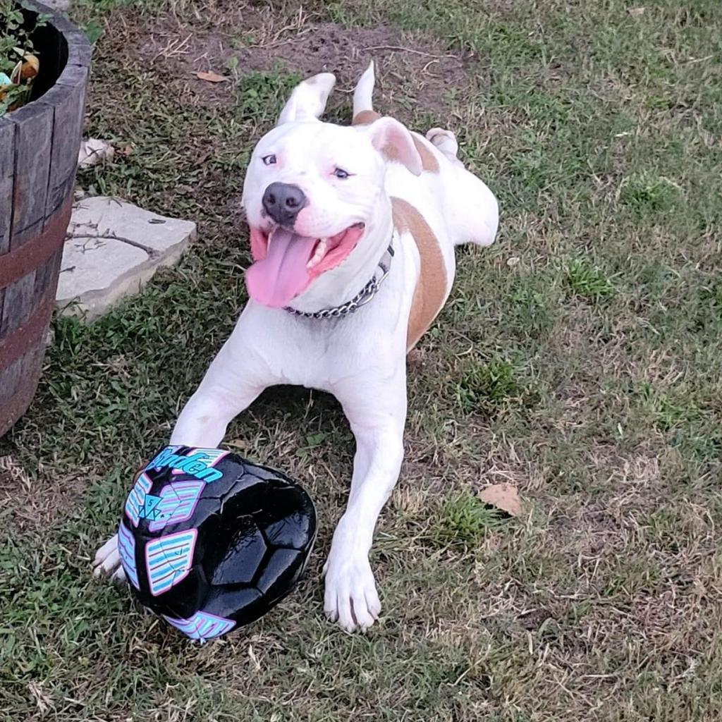 Rice, an adoptable American Staffordshire Terrier, Boxer in Savannah, GA, 31406 | Photo Image 2