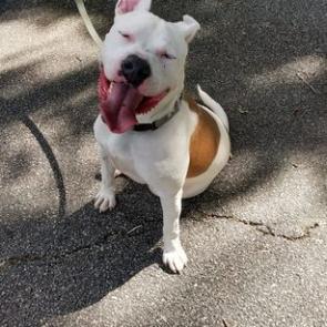 Rice, an adoptable American Staffordshire Terrier, Boxer in Savannah, GA, 31406 | Photo Image 3