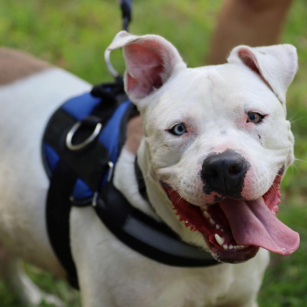 Rice, an adoptable American Staffordshire Terrier, Boxer in Savannah, GA, 31406 | Photo Image 3