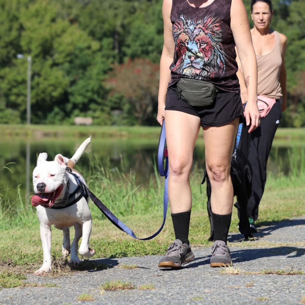 Rice, an adoptable American Staffordshire Terrier, Boxer in Savannah, GA, 31406 | Photo Image 5