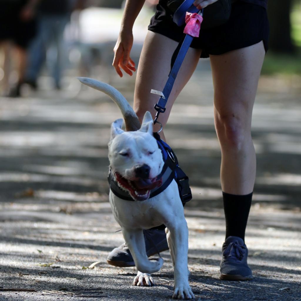Rice, an adoptable American Staffordshire Terrier, Boxer in Savannah, GA, 31406 | Photo Image 5