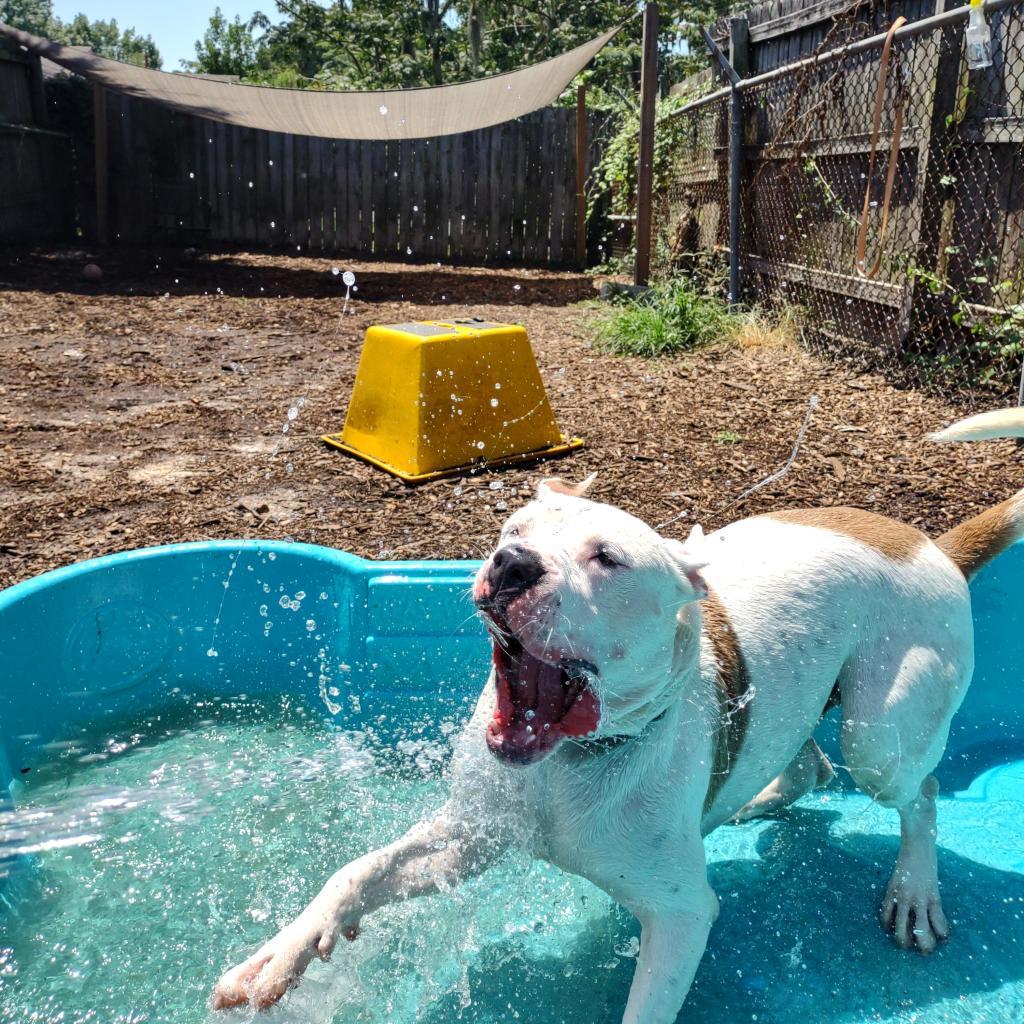 Rice, an adoptable American Staffordshire Terrier, Boxer in Savannah, GA, 31406 | Photo Image 6