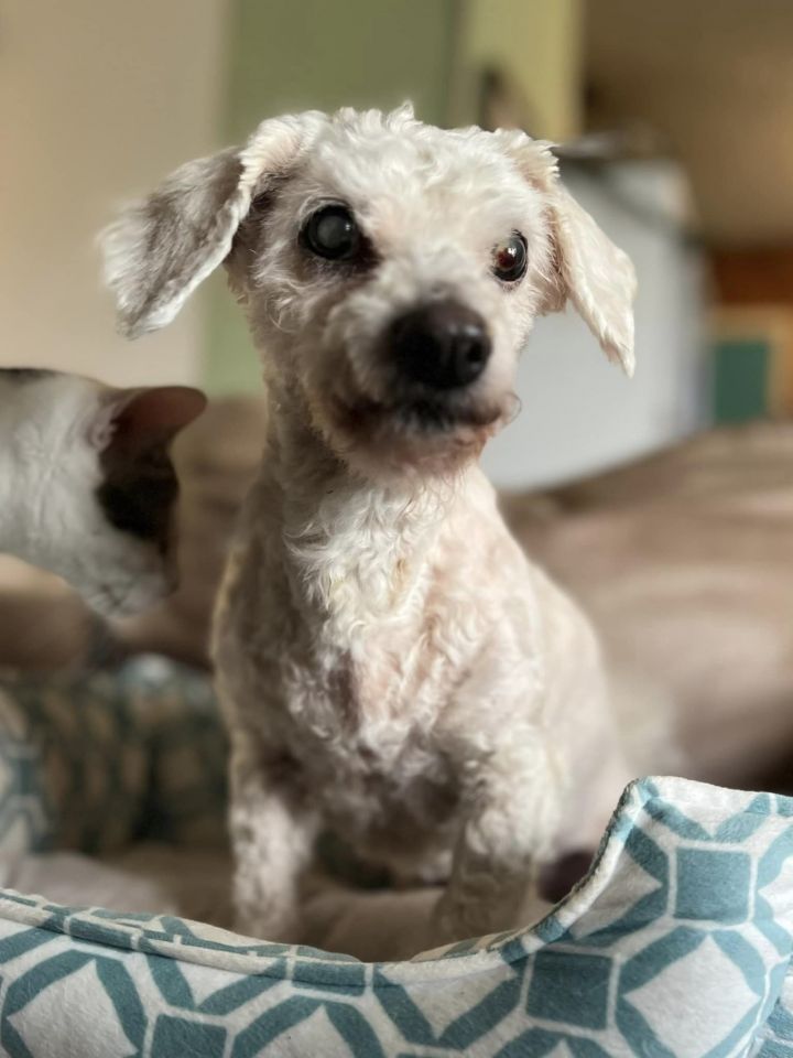 Toy poodle outlet and dachshund mix