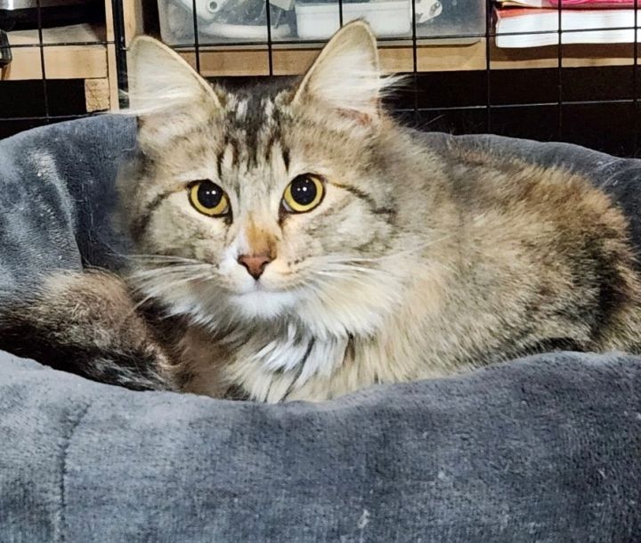 Delilah 4