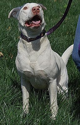Yeti (URGENT), an adoptable Pit Bull Terrier, Husky in Tracy, CA, 95304 | Photo Image 3