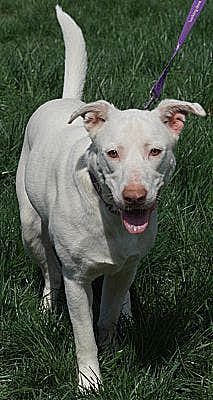 Yeti (URGENT), an adoptable Pit Bull Terrier, Husky in Tracy, CA, 95304 | Photo Image 3