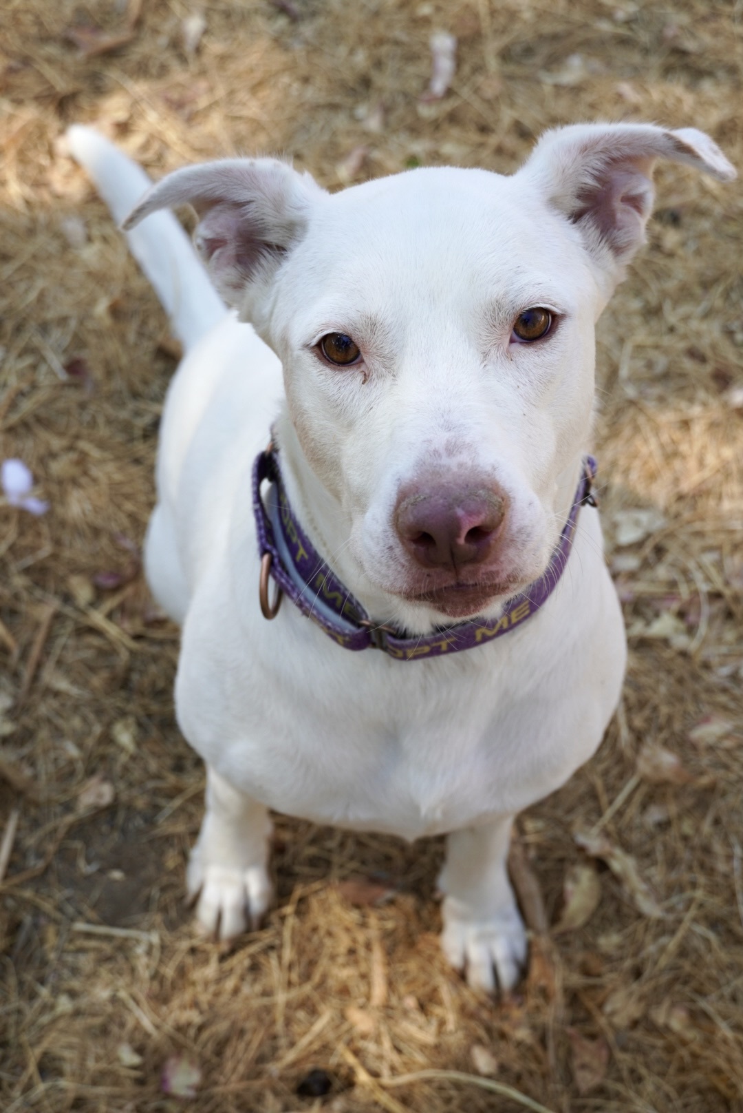 Yeti (URGENT), an adoptable Pit Bull Terrier, Husky in Tracy, CA, 95304 | Photo Image 3