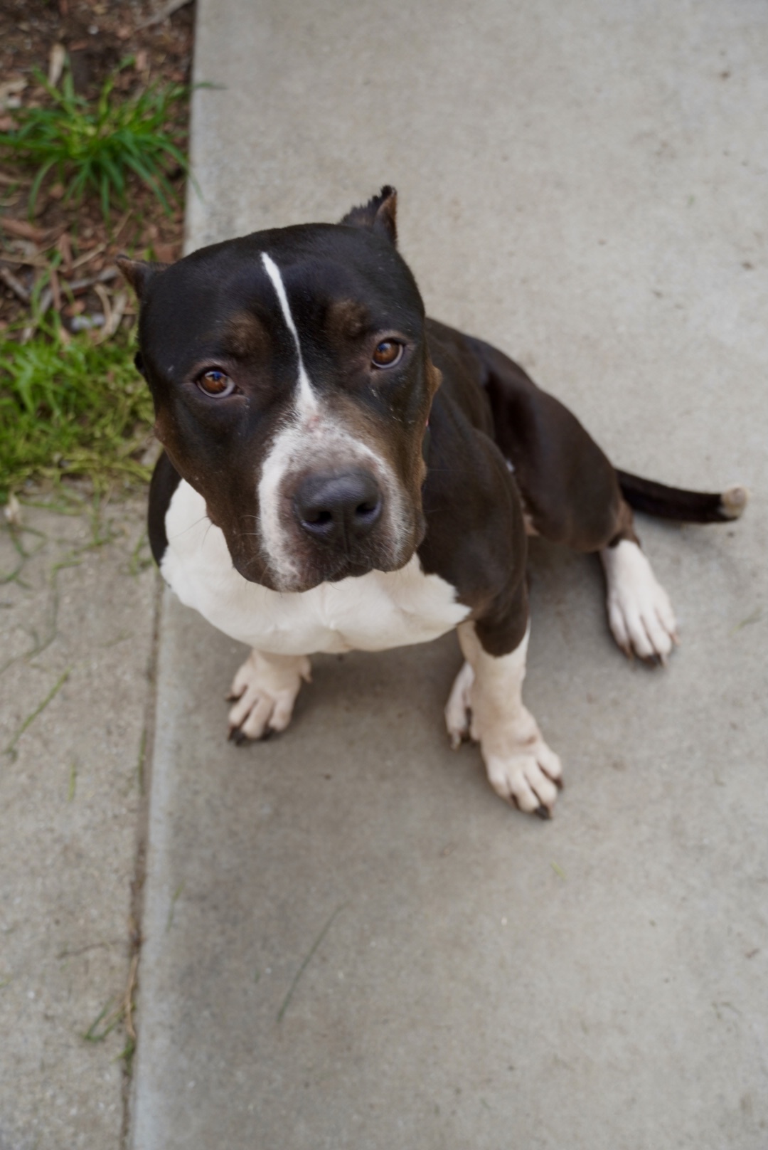 Athena (URGENT), an adoptable Pit Bull Terrier, American Bulldog in Tracy, CA, 95304 | Photo Image 3