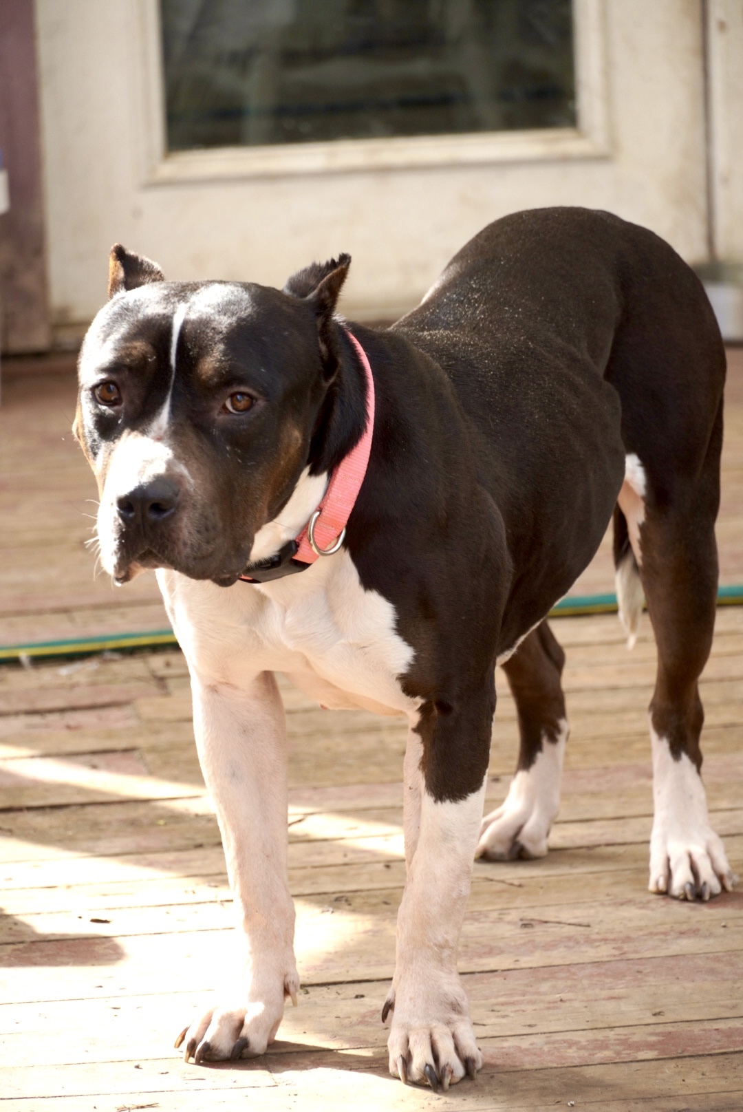 Athena (URGENT), an adoptable Pit Bull Terrier, American Bulldog in Tracy, CA, 95304 | Photo Image 6