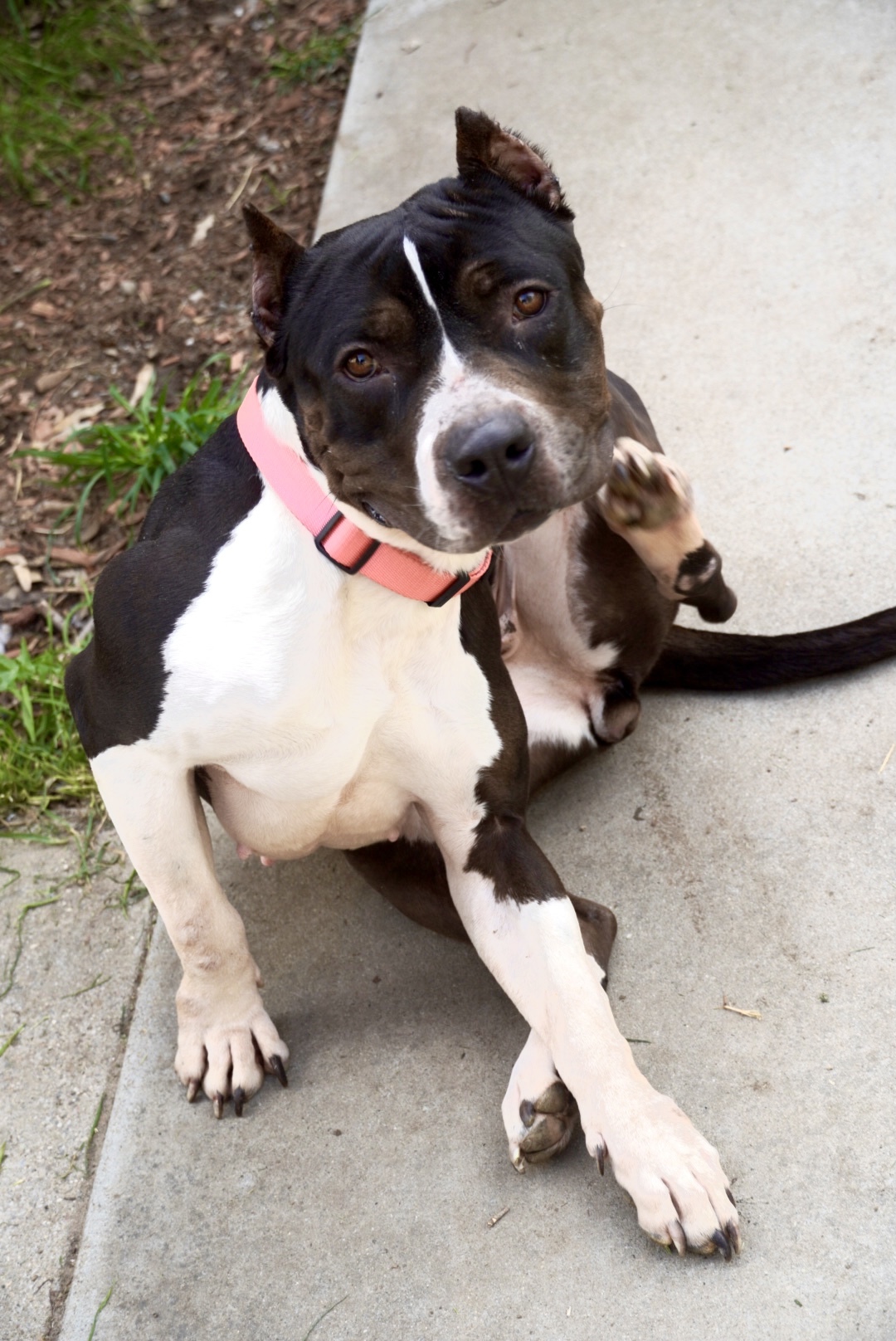 Athena (URGENT), an adoptable Pit Bull Terrier, American Bulldog in Tracy, CA, 95304 | Photo Image 7