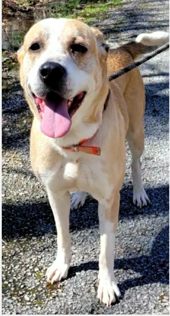 JACK, an adoptable Great Pyrenees, Golden Retriever in Crossville, TN, 38557 | Photo Image 1