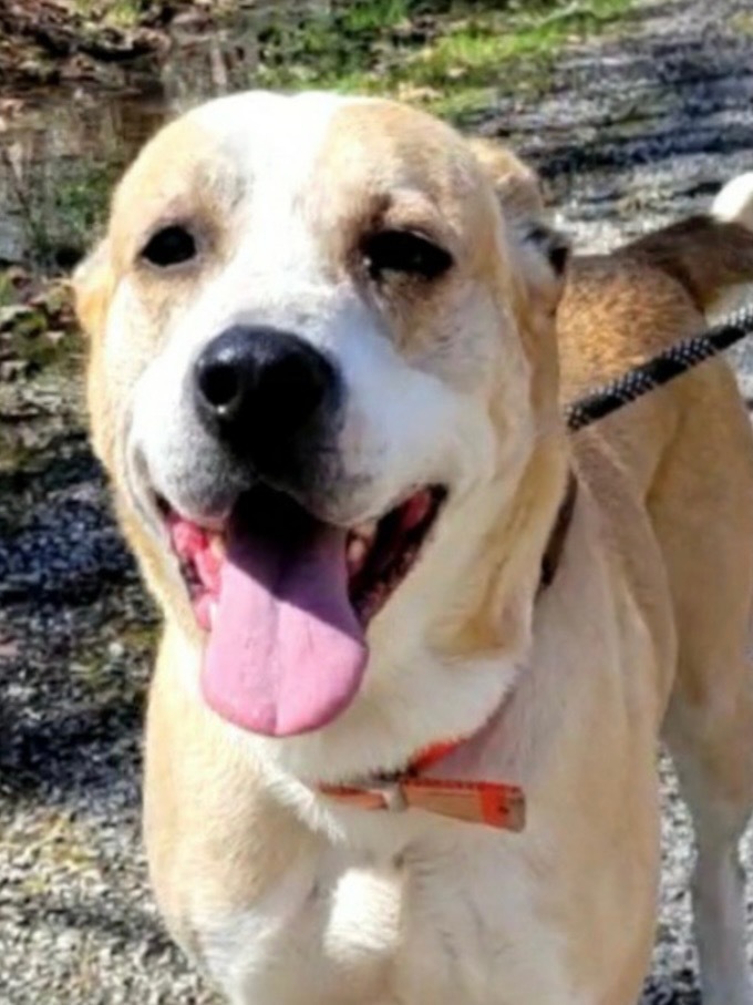 JACK, an adoptable Great Pyrenees, Golden Retriever in Crossville, TN, 38557 | Photo Image 1