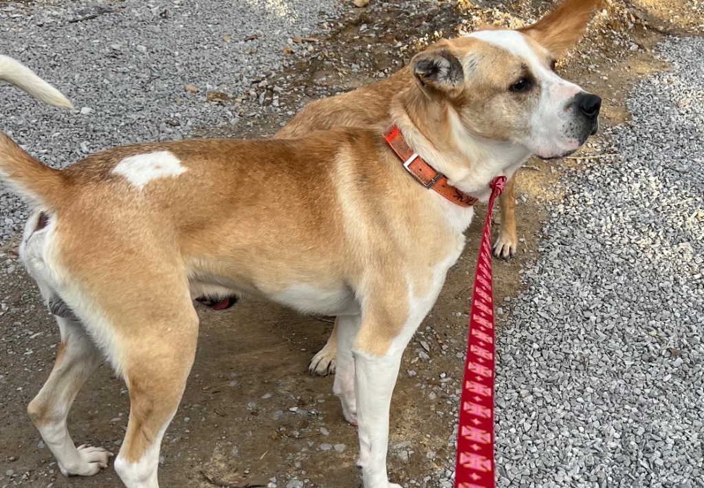 JACK, an adoptable Great Pyrenees, Golden Retriever in Crossville, TN, 38557 | Photo Image 2