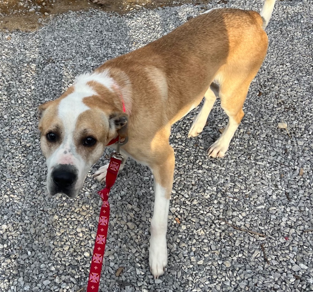 JACK, an adoptable Great Pyrenees, Golden Retriever in Crossville, TN, 38557 | Photo Image 3