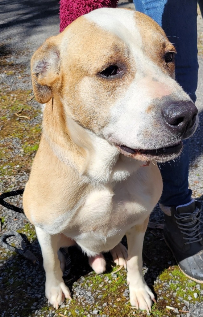 JACK, an adoptable Great Pyrenees, Golden Retriever in Crossville, TN, 38557 | Photo Image 4