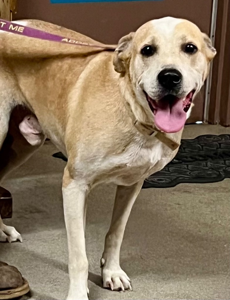 JACK, an adoptable Great Pyrenees, Golden Retriever in Crossville, TN, 38557 | Photo Image 6