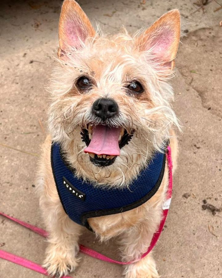 Dog for adoption - Copper, a Terrier & Cairn Terrier Mix in Spring, TX ...